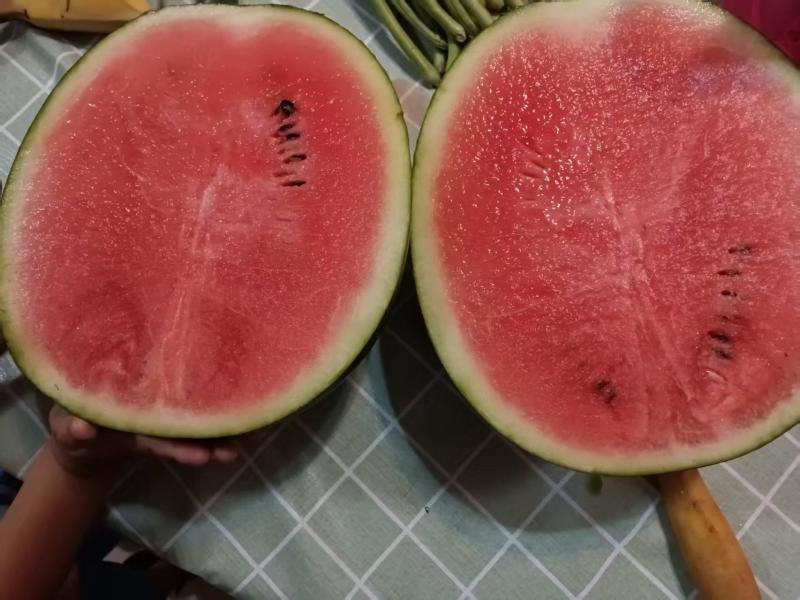 广东西瓜肇庆小宝西瓜产地一手货源量大从优全国发货