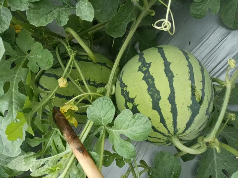 广东本地精品西瓜中宝西瓜产地直供货源充足量大从优