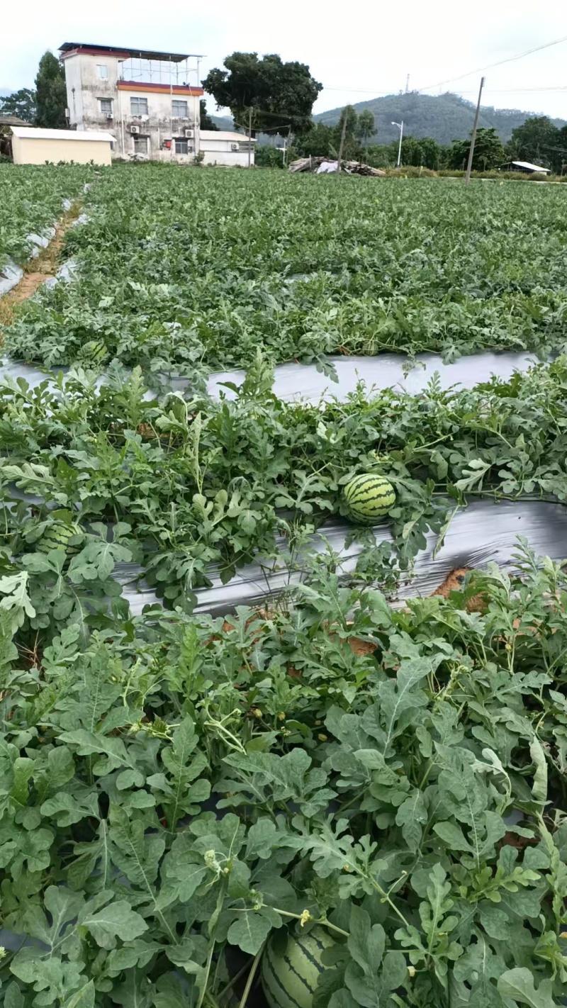 广东本地精品西瓜中宝西瓜产地直供货源充足量大从优