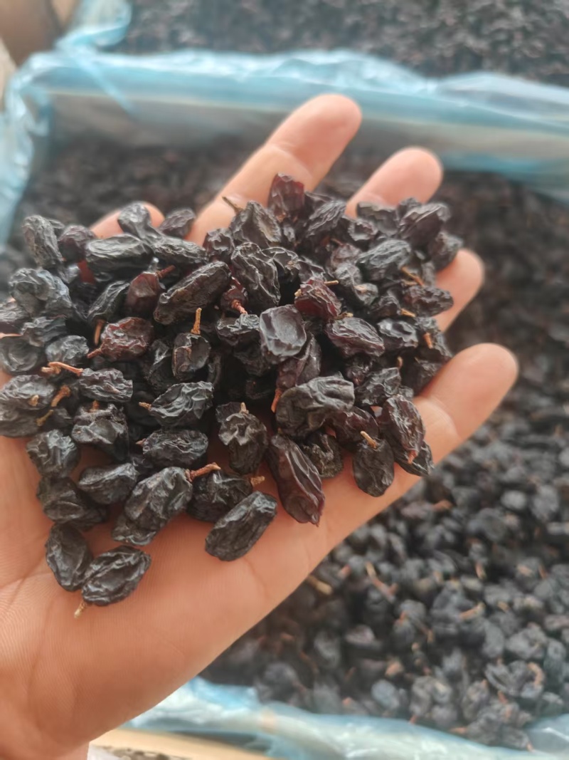 黑加仑葡萄干，大量有货欢迎新老客户前来合作