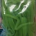 贡菜干净重贡菜干新货苔菜农家特产新鲜脱水蔬菜脆嫩商