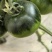 高海拔露天草莓柿子，铁皮柿子，高糖草莓柿子