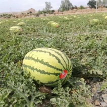 【推荐】宁夏西瓜硒砂瓜西瓜代办包熟包甜耐运输量大从优