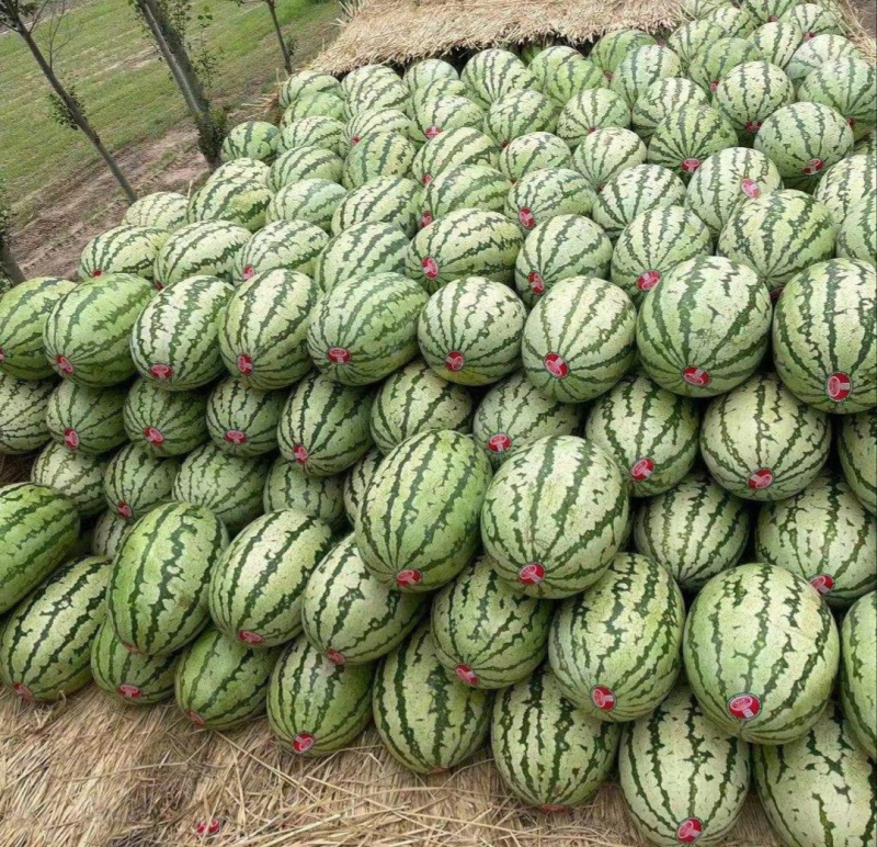 【推荐】金华一号金花西瓜西瓜代办包熟包甜耐运输量大从优