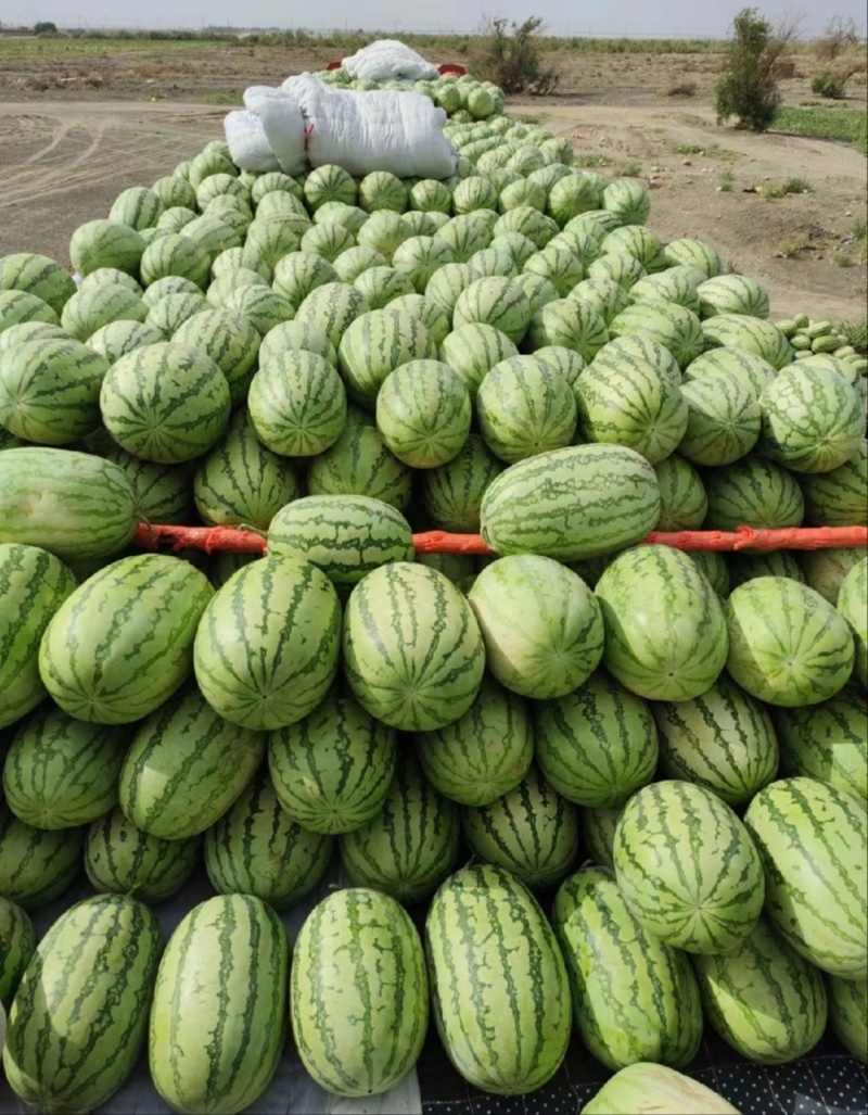 【推荐】金华一号金花西瓜西瓜代办包熟包甜耐运输量大从优