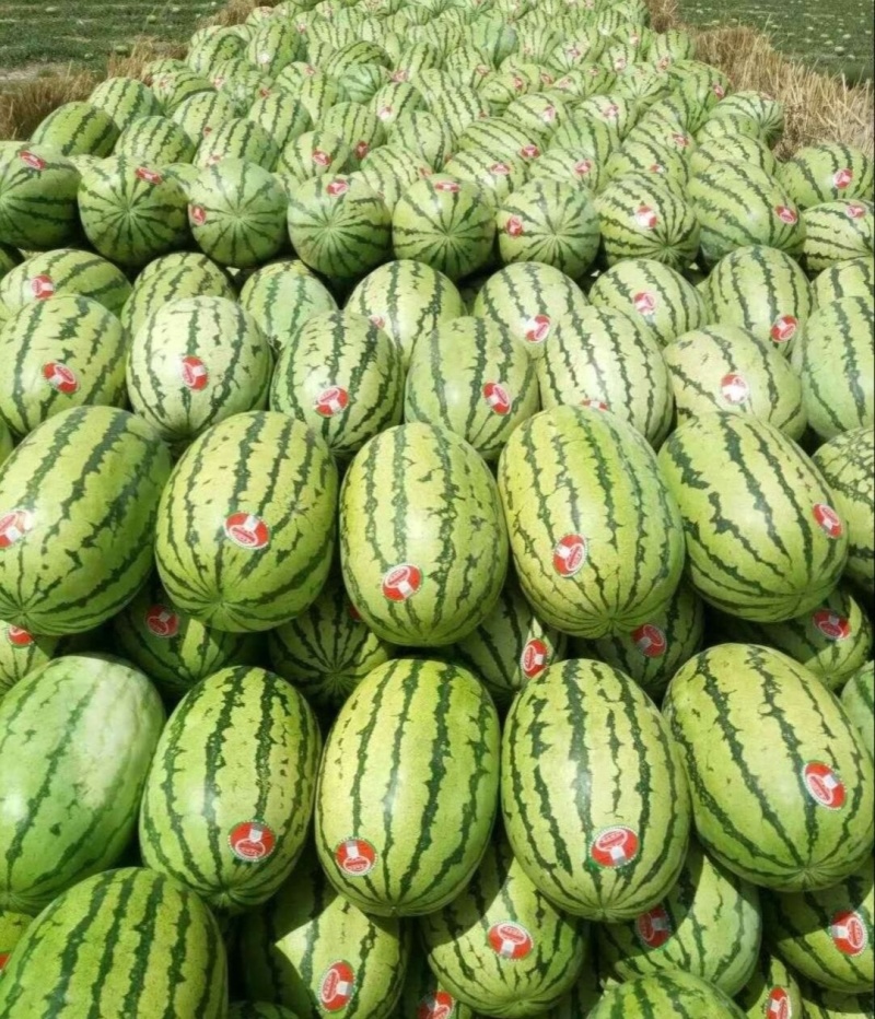 【推荐】金华一号金花西瓜西瓜代办包熟包甜耐运输量大从优