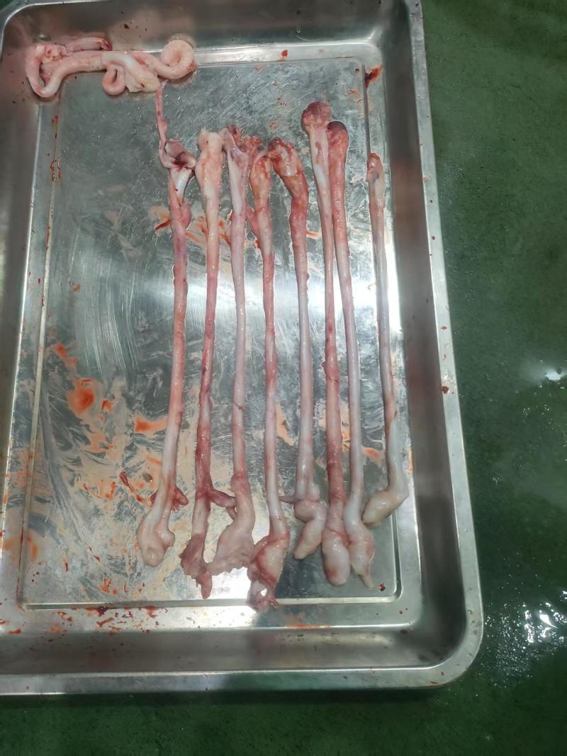 猪副产品猪脑骨髓猪鞭苦胆