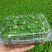 河北香椿芽苗菜香椿苗菜饭店新菜品活体香椿苗净菜