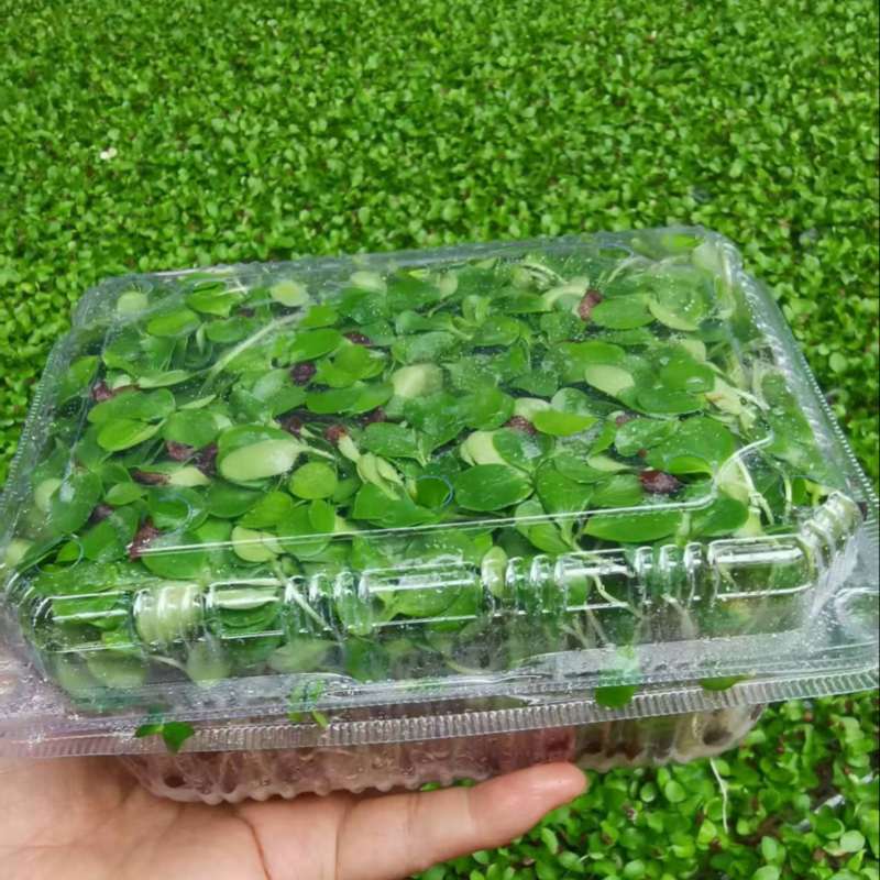 河北香椿芽苗菜香椿苗菜饭店新菜品活体香椿苗净菜