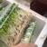 河北香椿芽苗菜香椿苗菜饭店新菜品活体香椿苗净菜