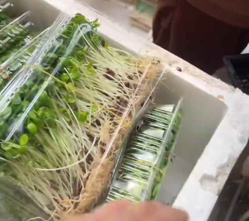 河北香椿芽苗菜香椿苗菜饭店新菜品活体香椿苗净菜
