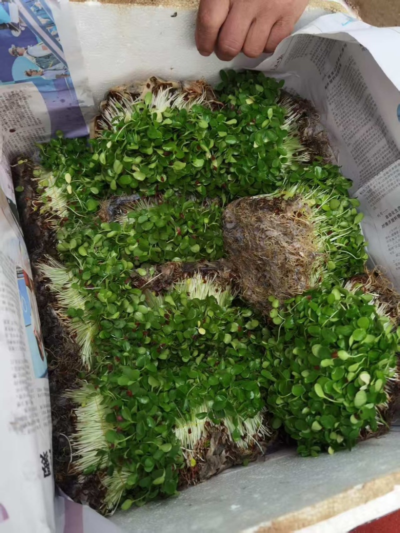河北香椿芽苗菜香椿苗菜饭店新菜品活体香椿苗净菜