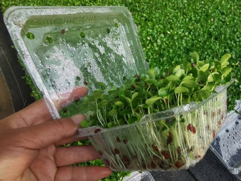 河北香椿芽苗菜香椿苗菜饭店新菜品活体香椿苗净菜