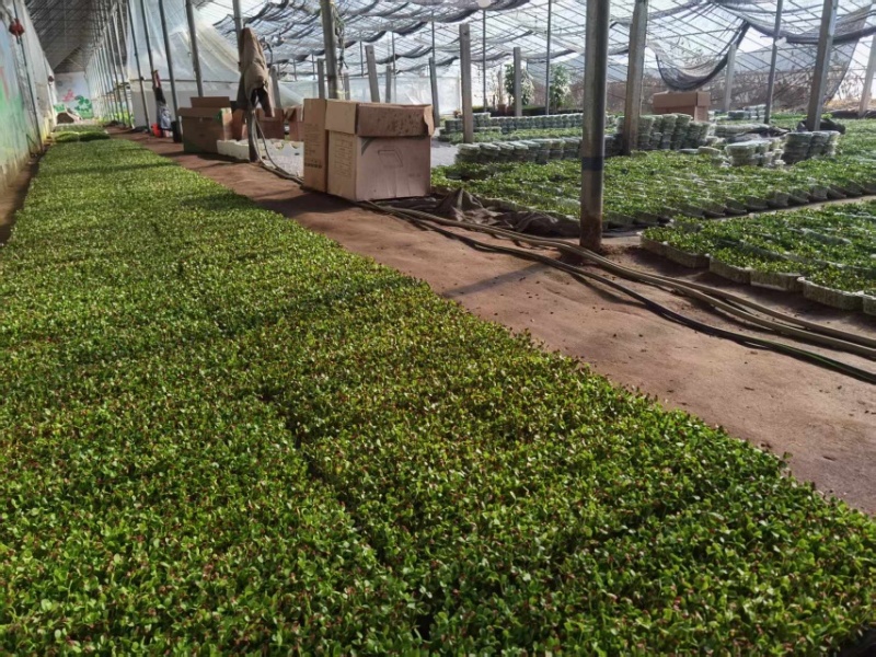 河北香椿芽苗菜香椿苗菜饭店新菜品活体香椿苗净菜
