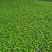 河北香椿芽苗菜香椿苗菜饭店新菜品活体香椿苗净菜