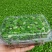 河北香椿芽苗菜香椿苗菜饭店新菜品活体香椿苗净菜