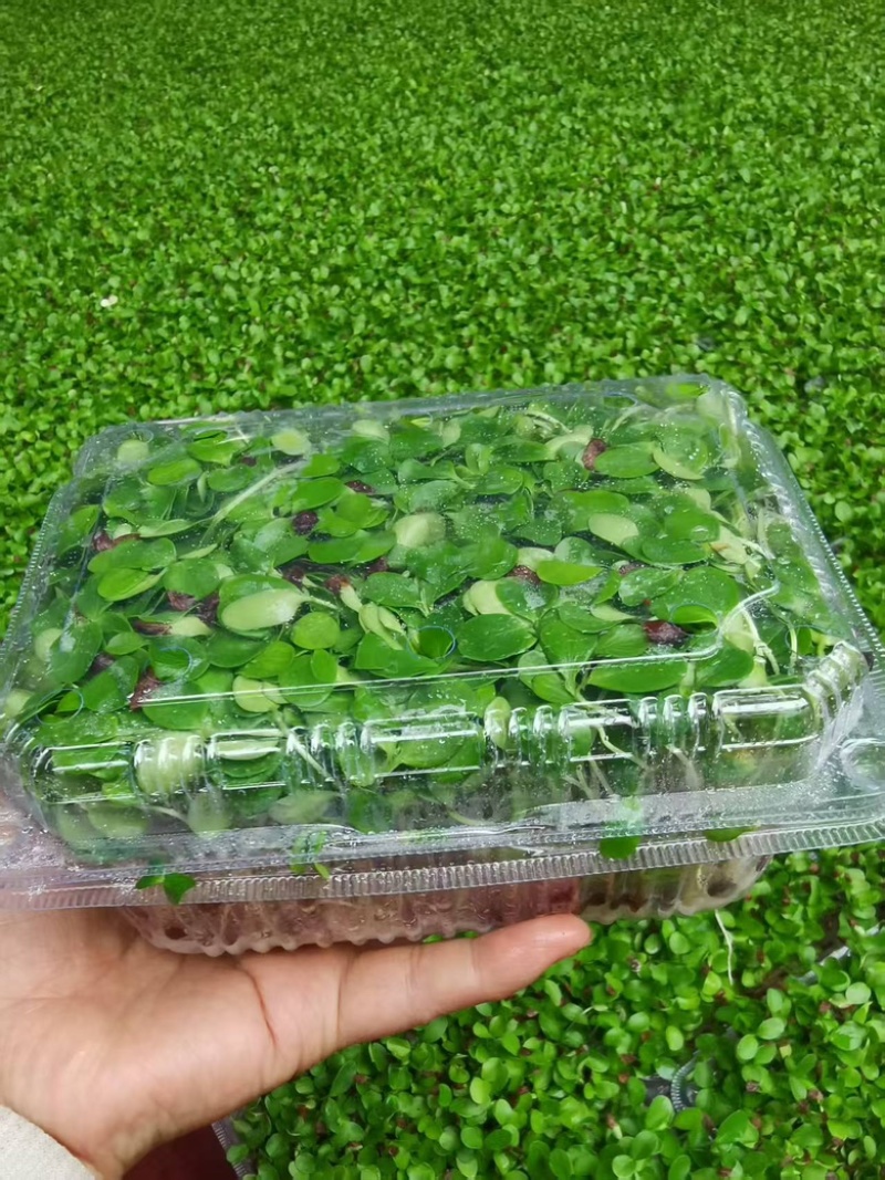 河北香椿芽苗菜香椿苗菜饭店新菜品活体香椿苗净菜
