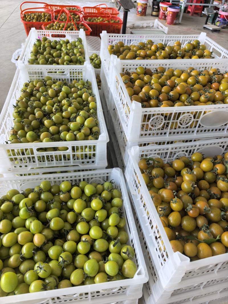 青甜小番茄