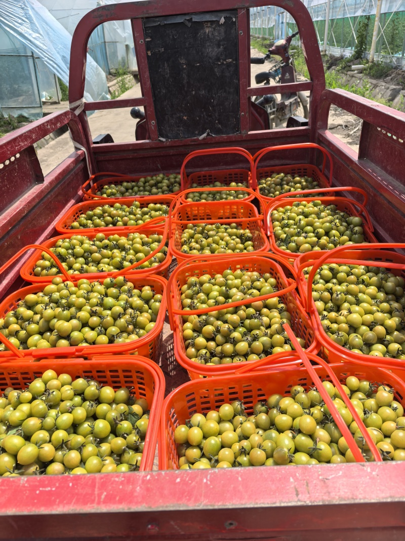 青甜小番茄