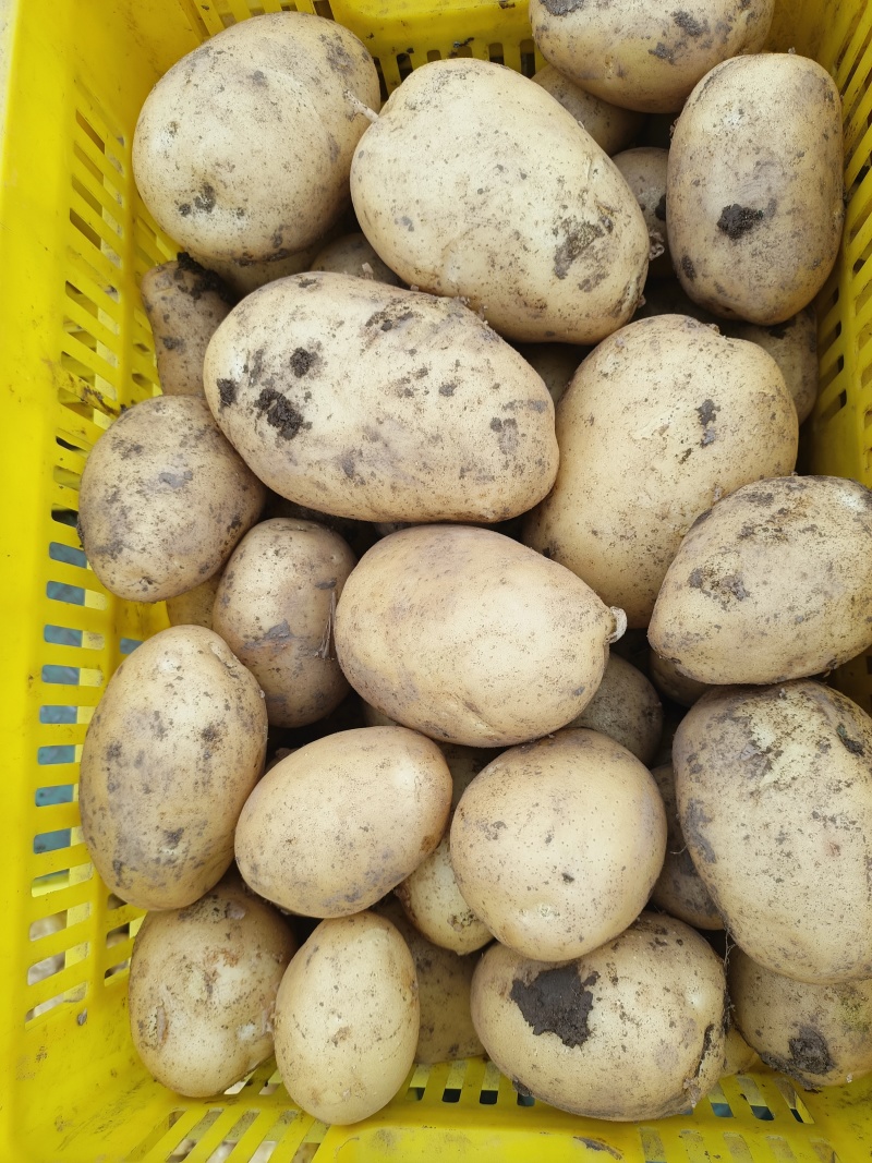 精品沃土，226，西森土豆3两通天