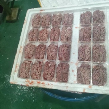 猪副产品猪脑骨髓猪鞭苦胆