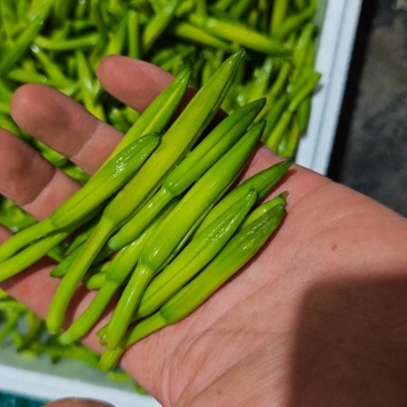 鲜食黄花菜