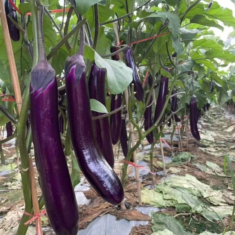 云南紫长茄大量现货产地直发量大从优品质保证全国发货