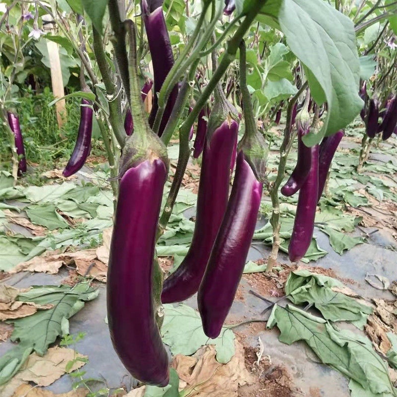 云南紫长茄大量现货产地直发量大从优品质保证全国发货