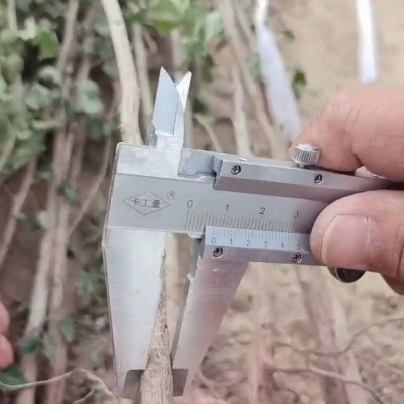 大量出售两年生山杏苗