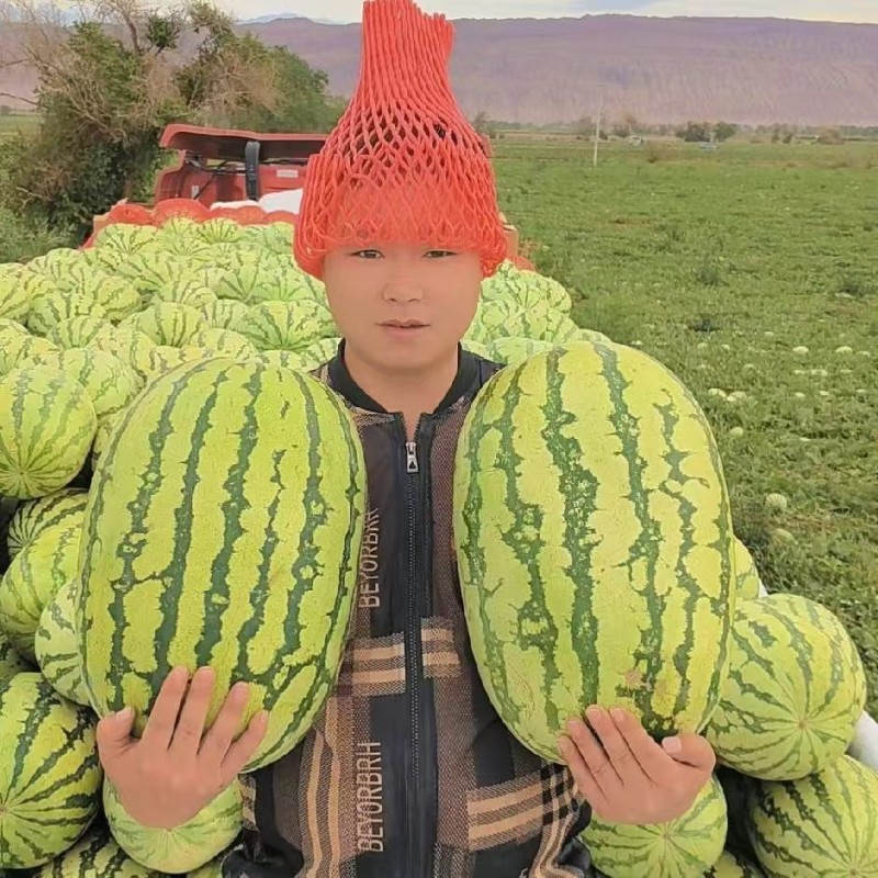 【实力推荐】精品硒砂瓜货源充足量大从优产地直发