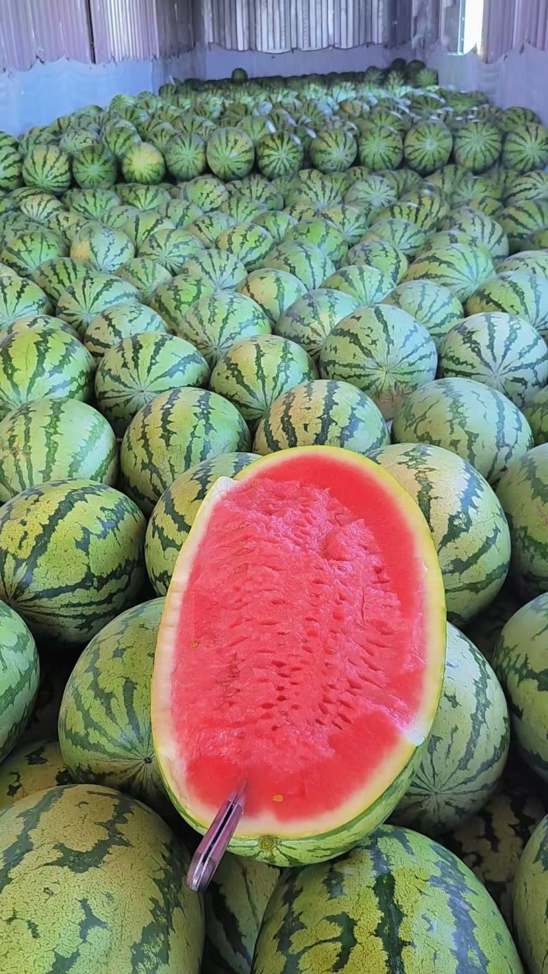 【实力推荐】精品硒砂瓜货源充足量大从优产地直发
