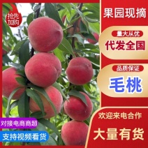 【精选】毛桃美脆光战4号口感脆甜品种齐全代发全国