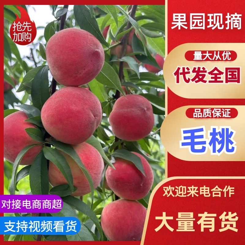 【精选】毛桃美脆光战4号口感脆甜品种齐全代发全国
