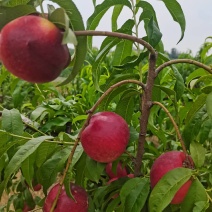 中油34黄心油桃，果靓味甜价优，一手产地货源大量有货