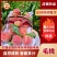毛桃（红不软突围春雪）产地直发个大味甜品质好