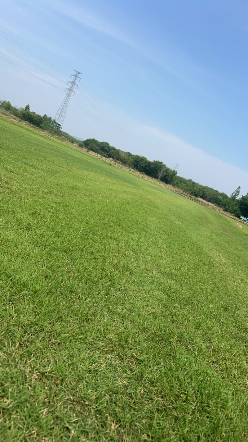 百慕大土坪草坪草产地直供一手货源现挖现发欢迎咨询