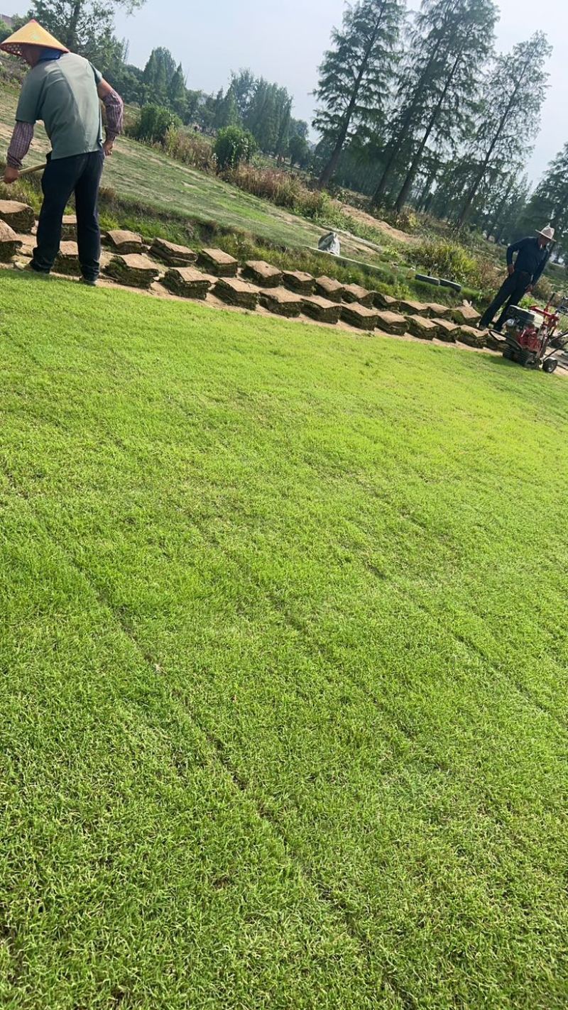 百慕大土坪草坪草产地直供一手货源现挖现发欢迎咨询