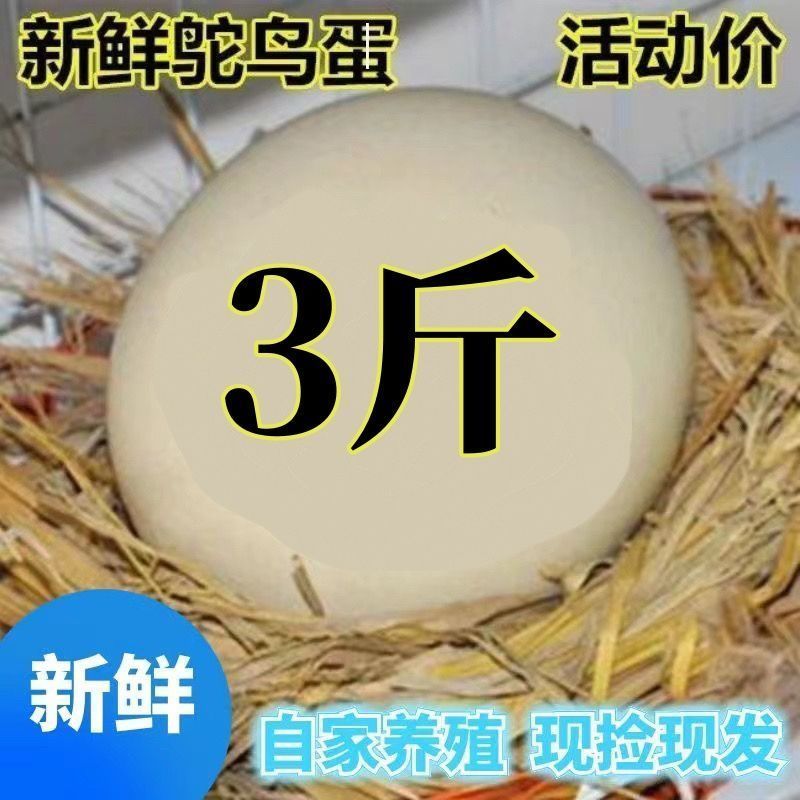 新鲜食用超大鸵鸟蛋营养蛋非洲鸵鸟食用蛋节日土豪送礼物工艺品