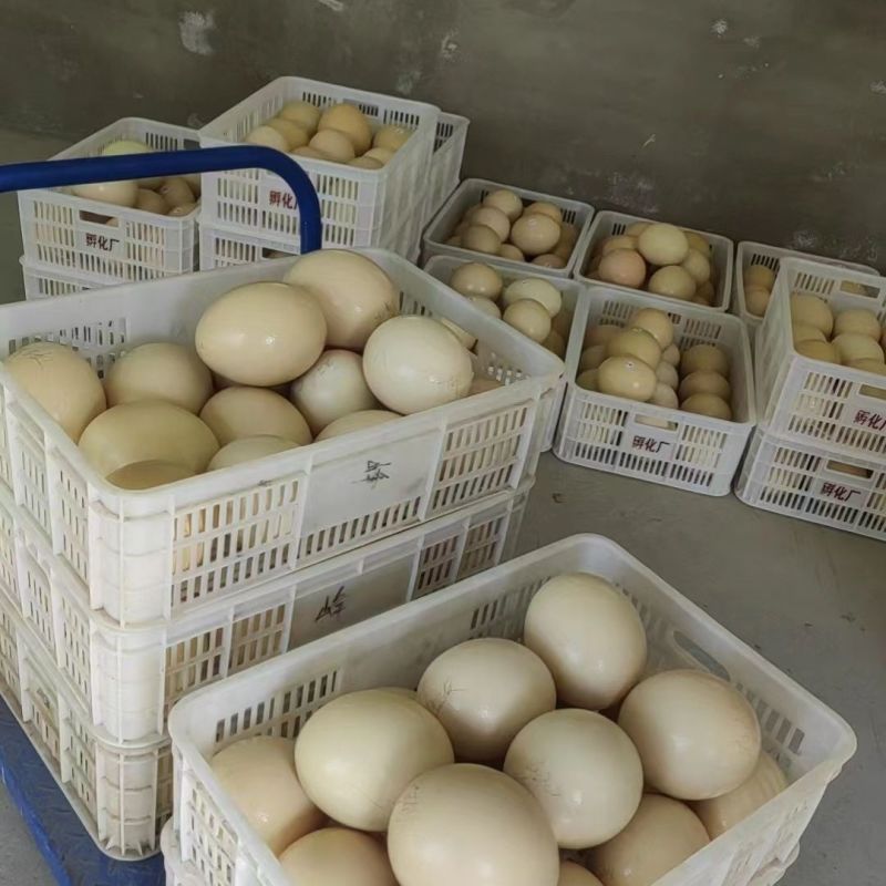 新鲜食用超大鸵鸟蛋营养蛋非洲鸵鸟食用蛋节日土豪送礼物工艺品