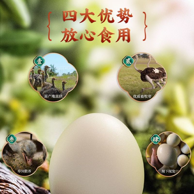 新鲜食用超大鸵鸟蛋营养蛋非洲鸵鸟食用蛋节日土豪送礼物工艺品