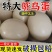 新鲜食用超大鸵鸟蛋营养蛋非洲鸵鸟食用蛋节日土豪送礼物工艺品