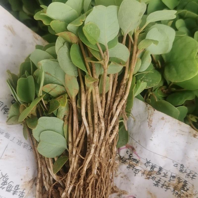 马褂木芽苗