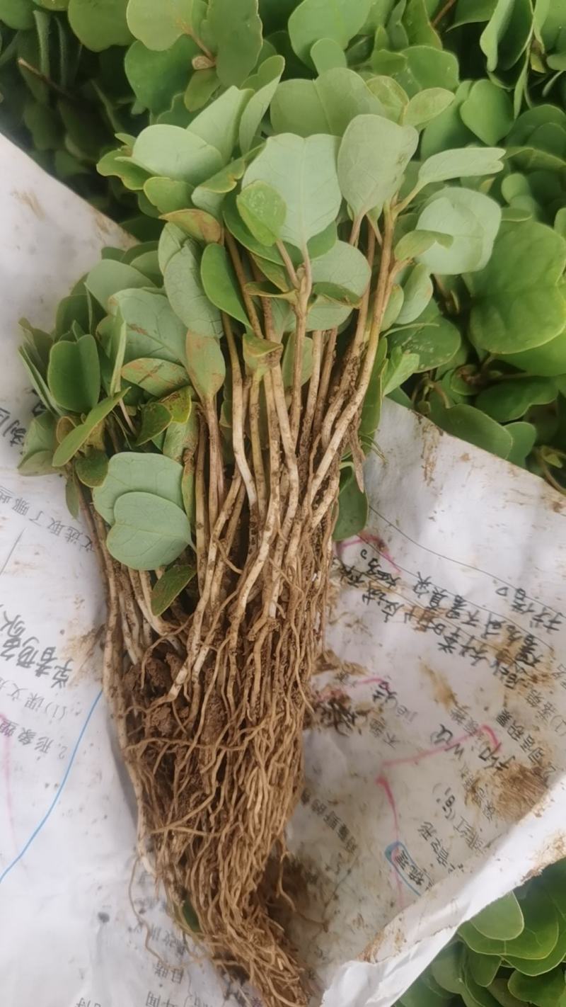 马褂木芽苗