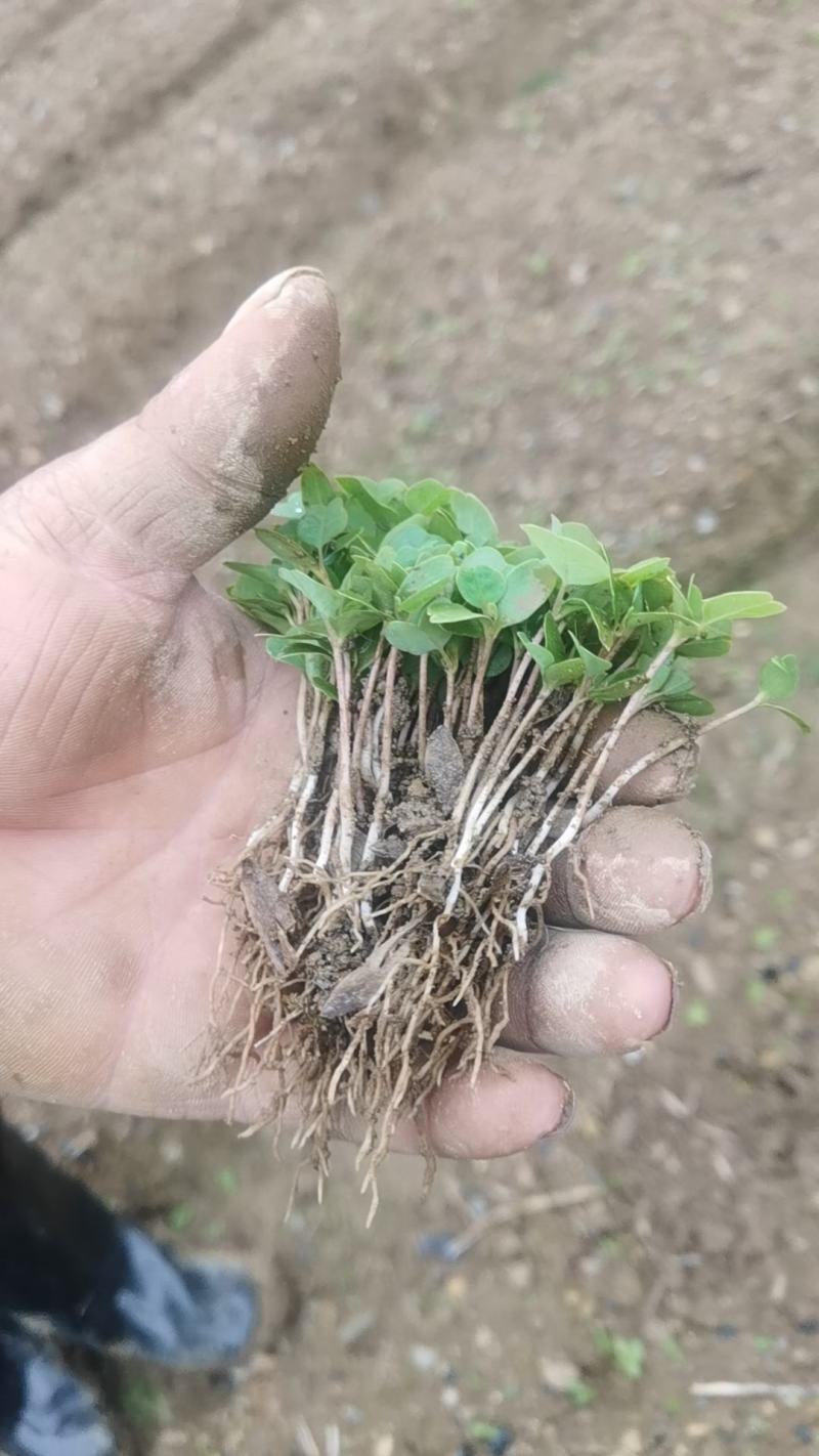 马褂木芽苗