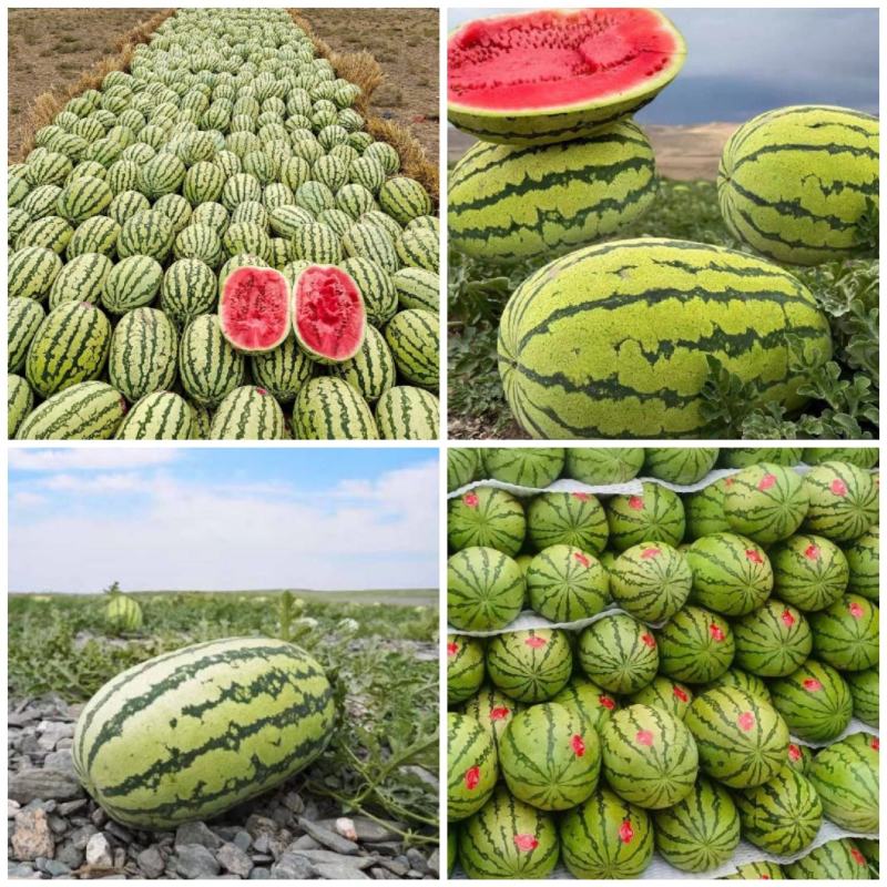 【实力】宁夏西瓜金城5号西瓜代办包熟包甜耐运输量大从优