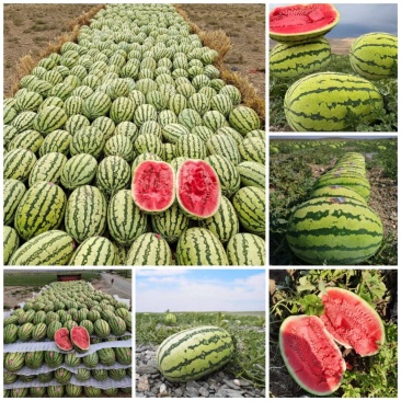 【推荐】宁夏西瓜硒砂瓜西瓜代办包熟包甜耐运输量大从优