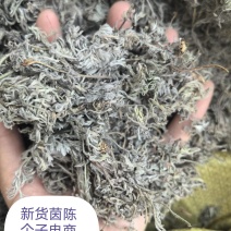 新货棉茵陈个子电商转用物美价廉实图拍摄