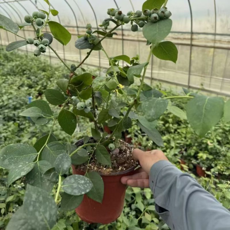 优质蓝莓苗f6.整车批发，量大价优