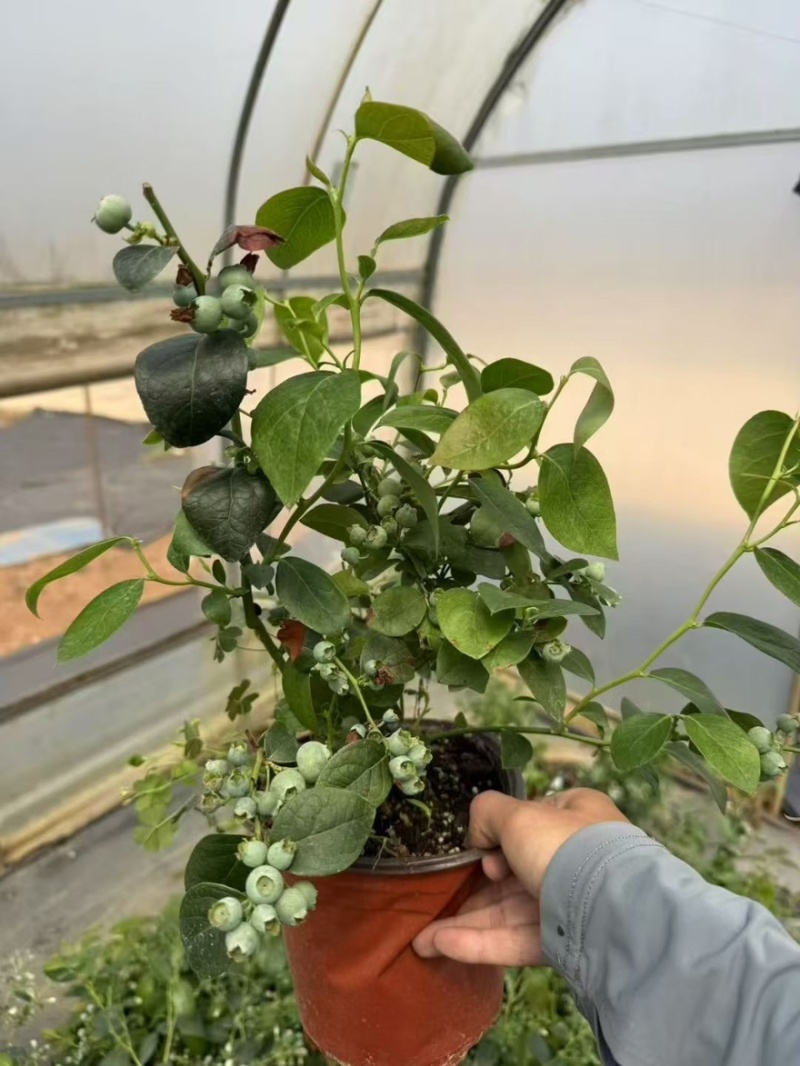 优质蓝莓苗f6.整车批发，量大价优