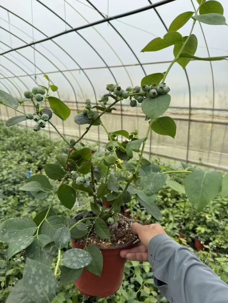 优质蓝莓苗f6.整车批发，量大价优